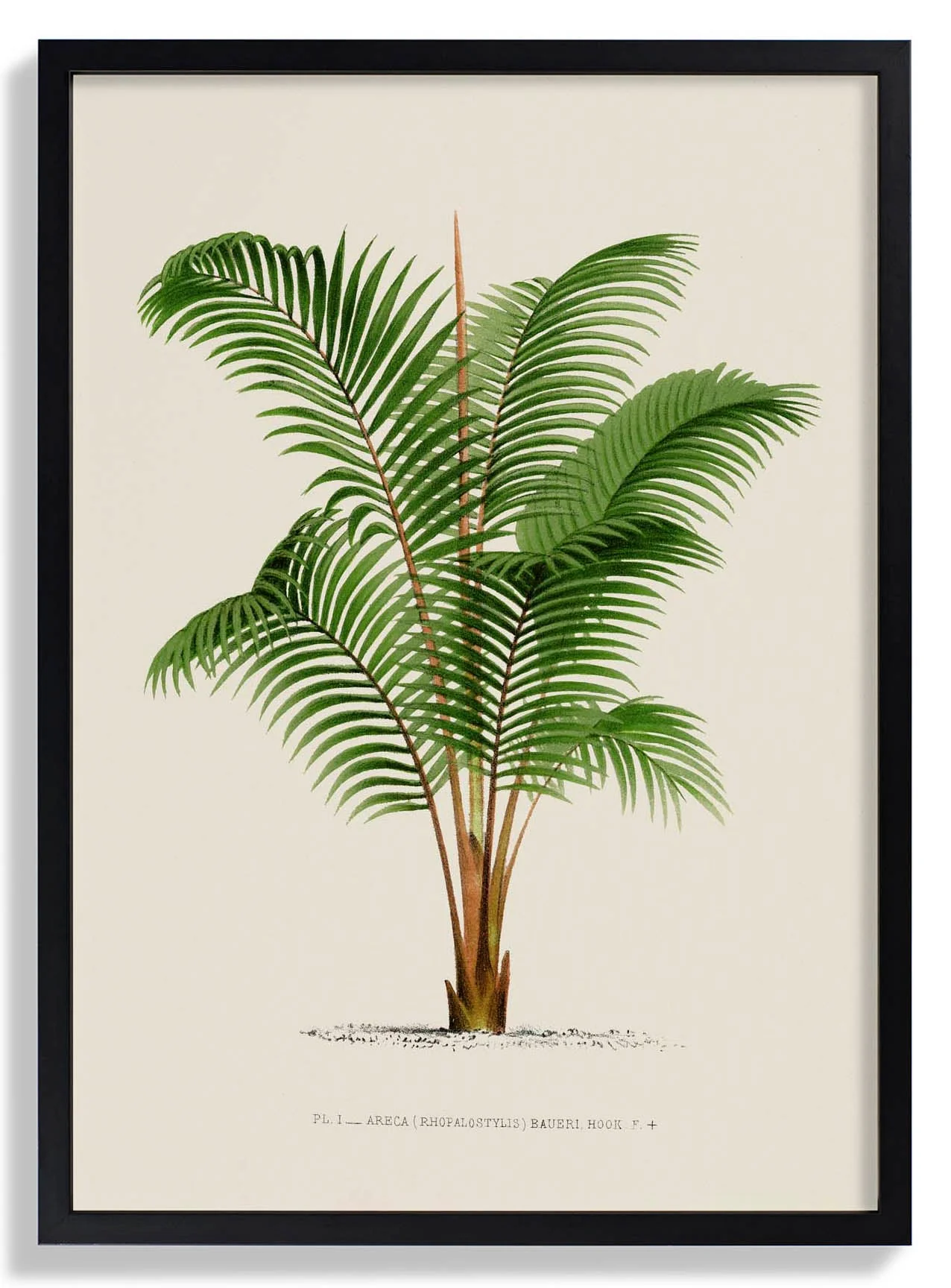 Areca Bauer Palm Tree Kunstdruck
