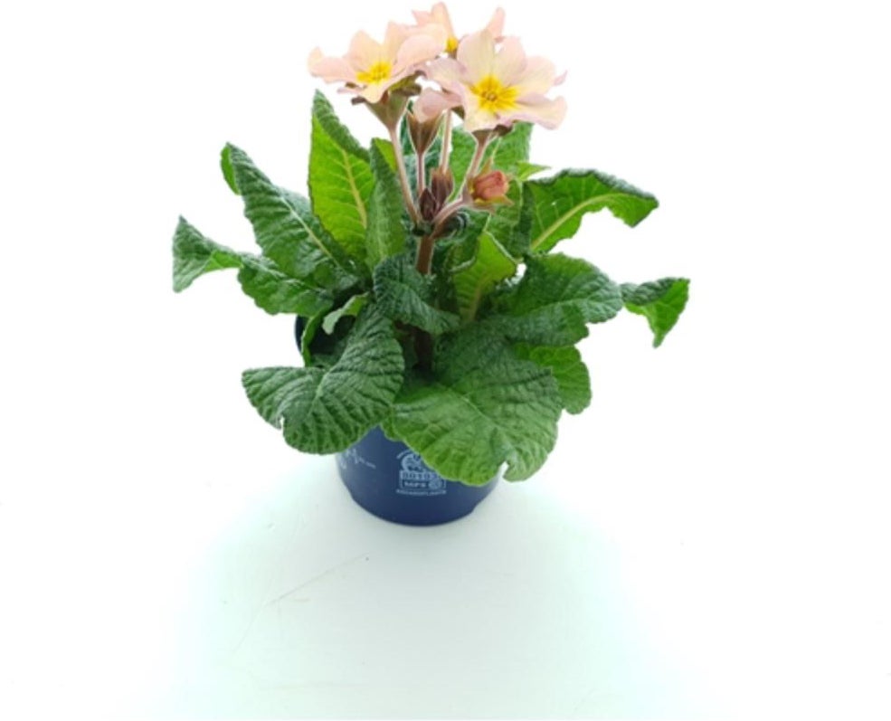 Sleutelbloem (Primula elatior 'Stella Peach Melba') D 12 H 25 cm