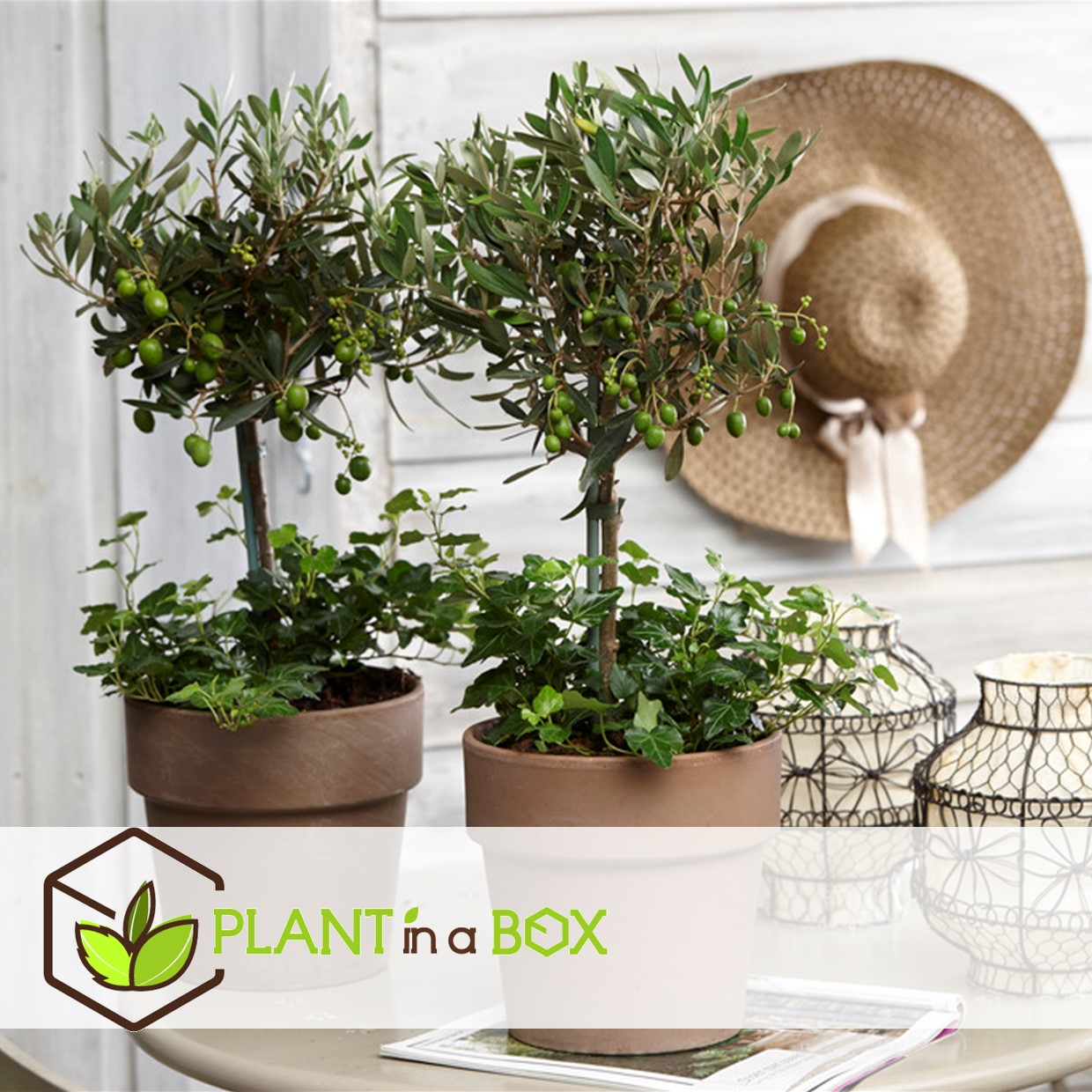 Olea europaea - set de 2 - d'olivier dans un panier - pot 14cm - hauteur 45-55cm