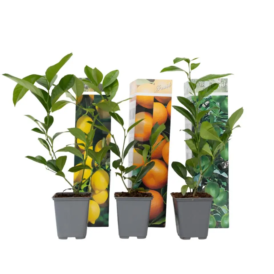 Mix fruitbomen - Set van 3 - Citrus limon - Hoogte 25-40cm - ⌀9cm