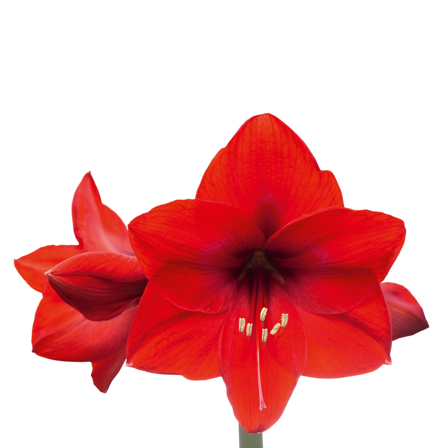 Amaryllis