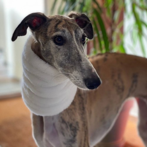 Lenço reversível Uoamy para cães, branco
