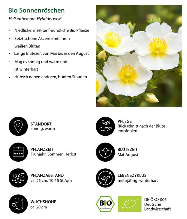 Bio Sonnenröschen, weiß