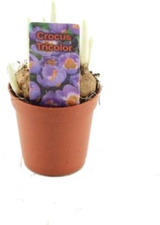 Krokus (Crocus 'Tricolor') D 5 H 10 cm