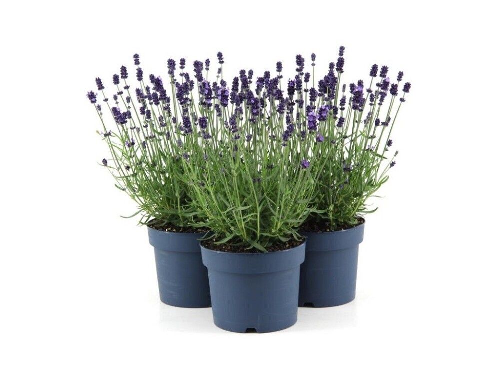LAVENDEL 12 CM