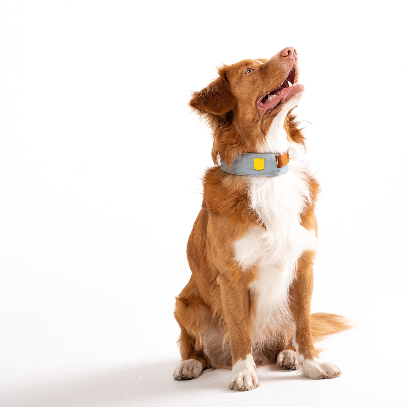 Woolly Wolf Halsband Alpha 360 Glacier Green Mix S