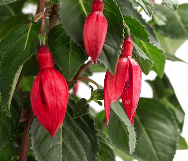 Fuchsie, Stämmchen, verschiedene Sorten