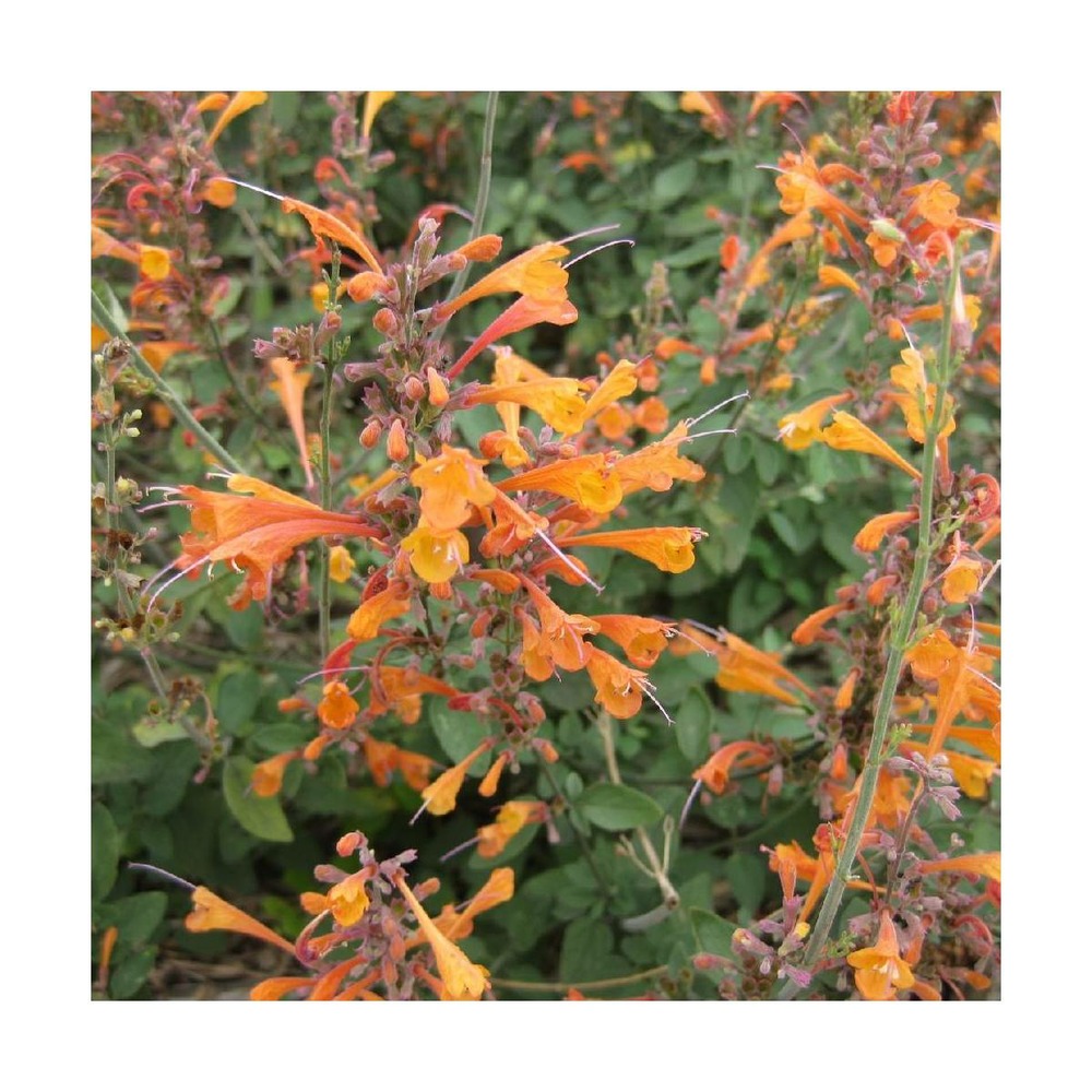Agastache aurantiaca tango/agastache aurantiaca 'tango'[-]godet
