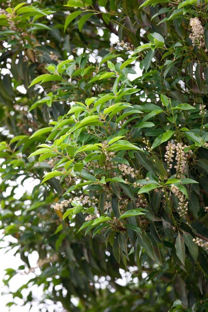Prunus lusitanica 'Angustifolia' 125-150 cm - Portugiesischer Kirschlorbeer, immergrün, ideal als Hecke, pflegeleicht, winterhart