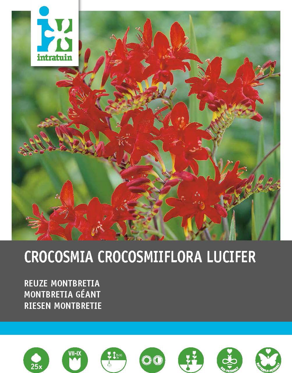 Intratuin bloembollen Montebretia (Crocosmia 'Lucifer') rood 25 stuks