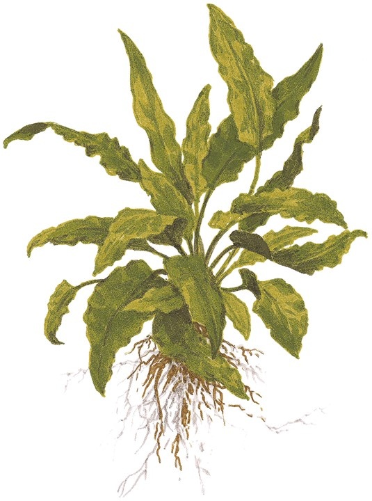 Waterplant Cryptocoryne Wendtii Green