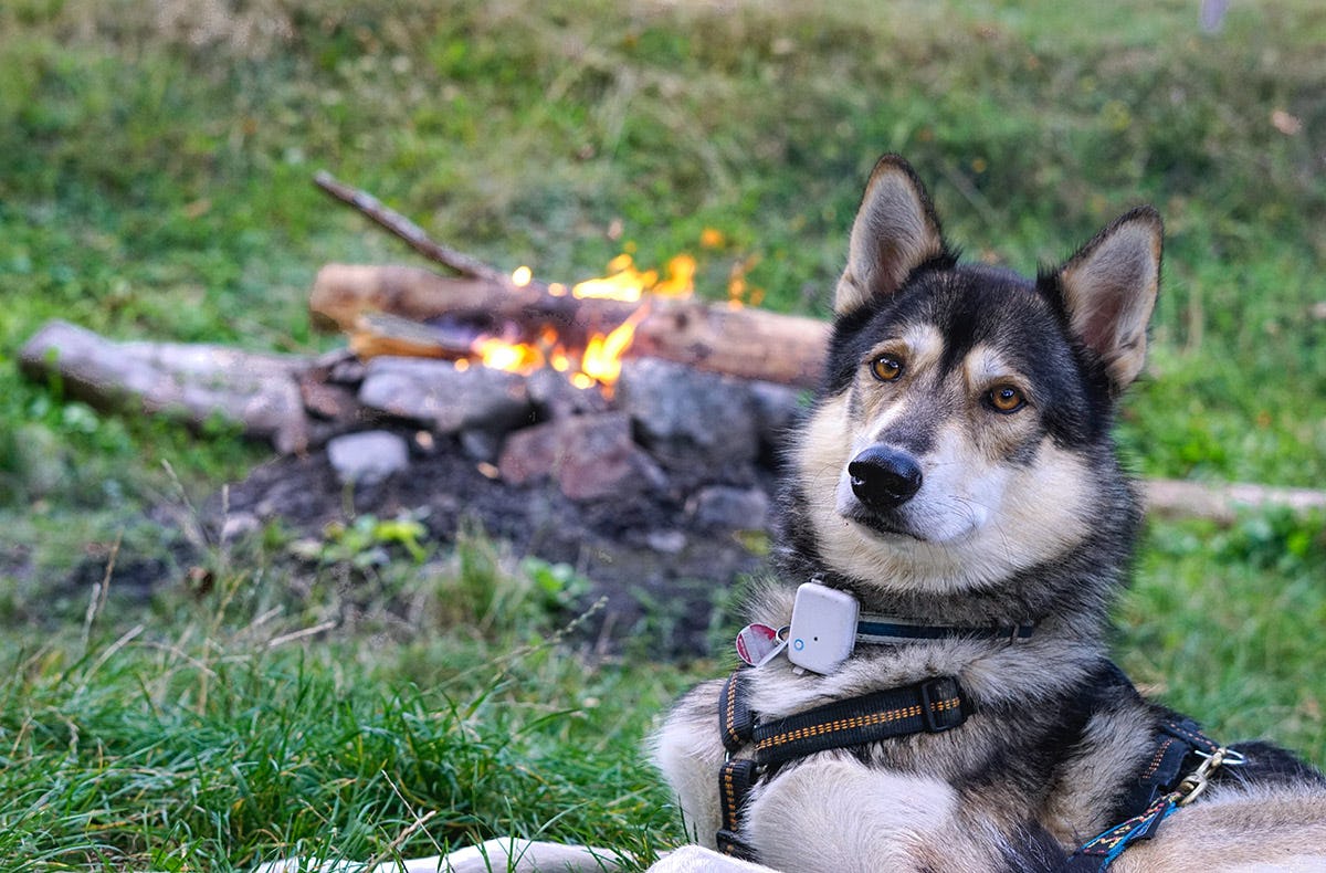 Husky Tagesausflug Bettmaringen