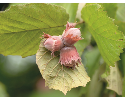 Biologische fruit-hazelnootstruik FloraSelf Biologisch Corylus fructo maxima 'Wunder von Bollweiler' H 80-100 cm Co 5 L
