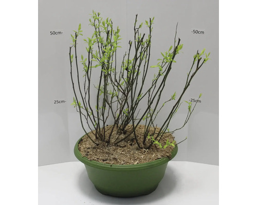 Biologische Blauwe Bessen Mix Tray FloraSelf Floralie Tuinieren met Kinderen 3 Soorten: Bluecrop, Goldtraube en Duke in een 9 L Tray