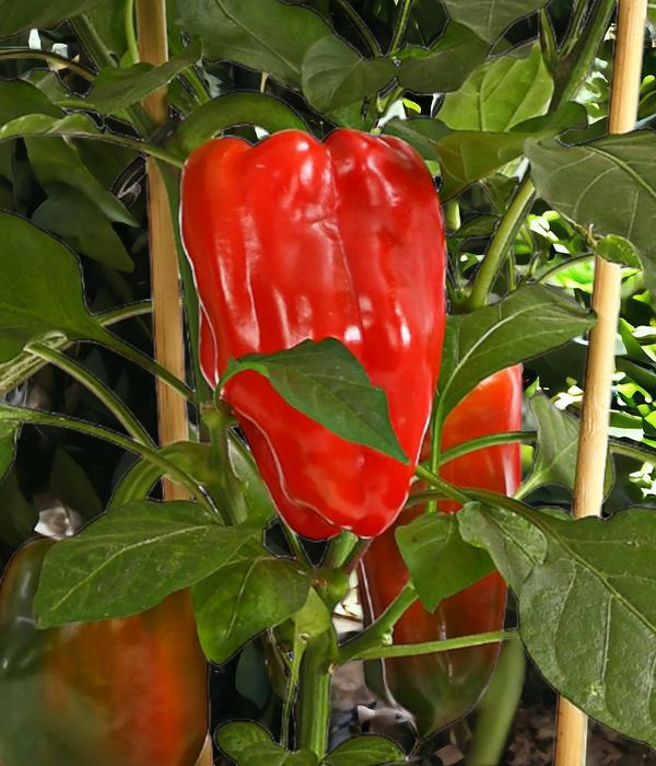 Pick-a-Pep® Paprika, rot