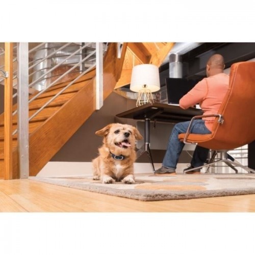 Sistema de treinamento Petsafe: suporte educacional para cães.