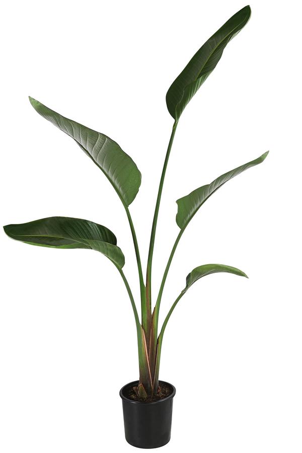 Weiße Strelitzie - Strelitzia alba