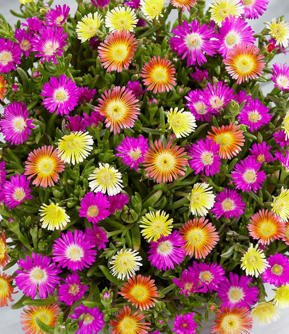 Winterharte Eisblumen 'Summer Mix'