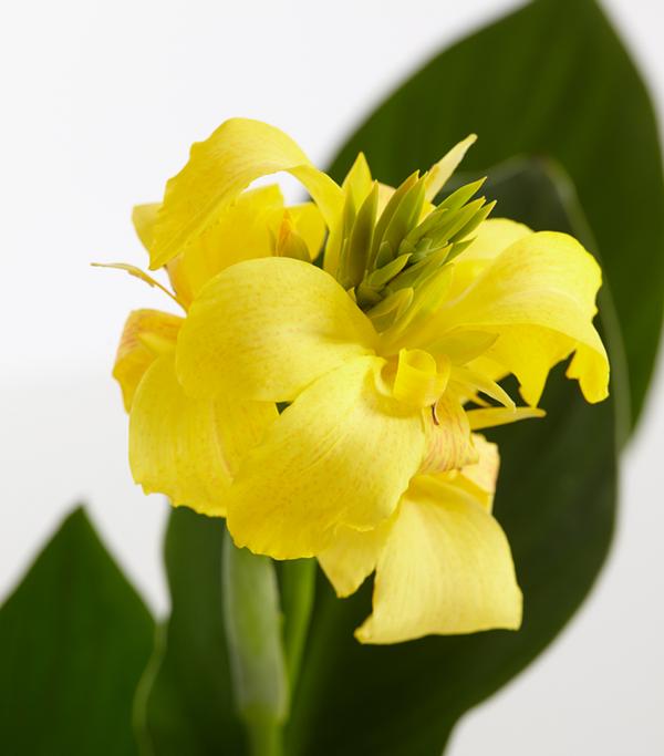 Indisches Blumenrohr, verschiedene Sorten