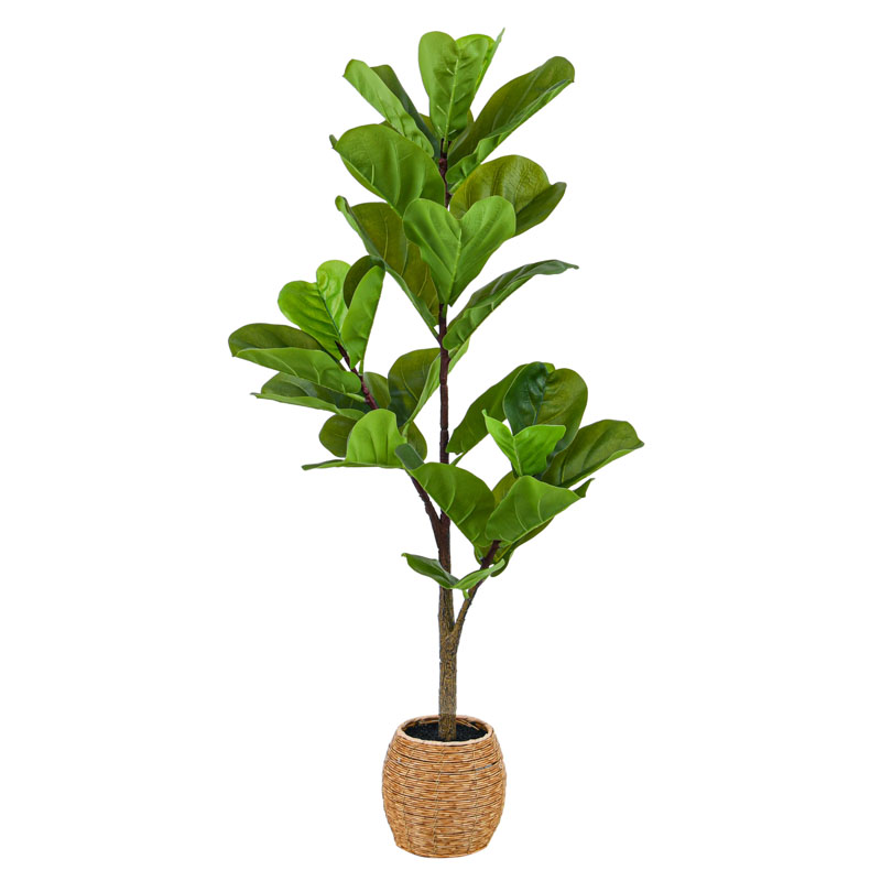 Ficus lirata en pot vert
