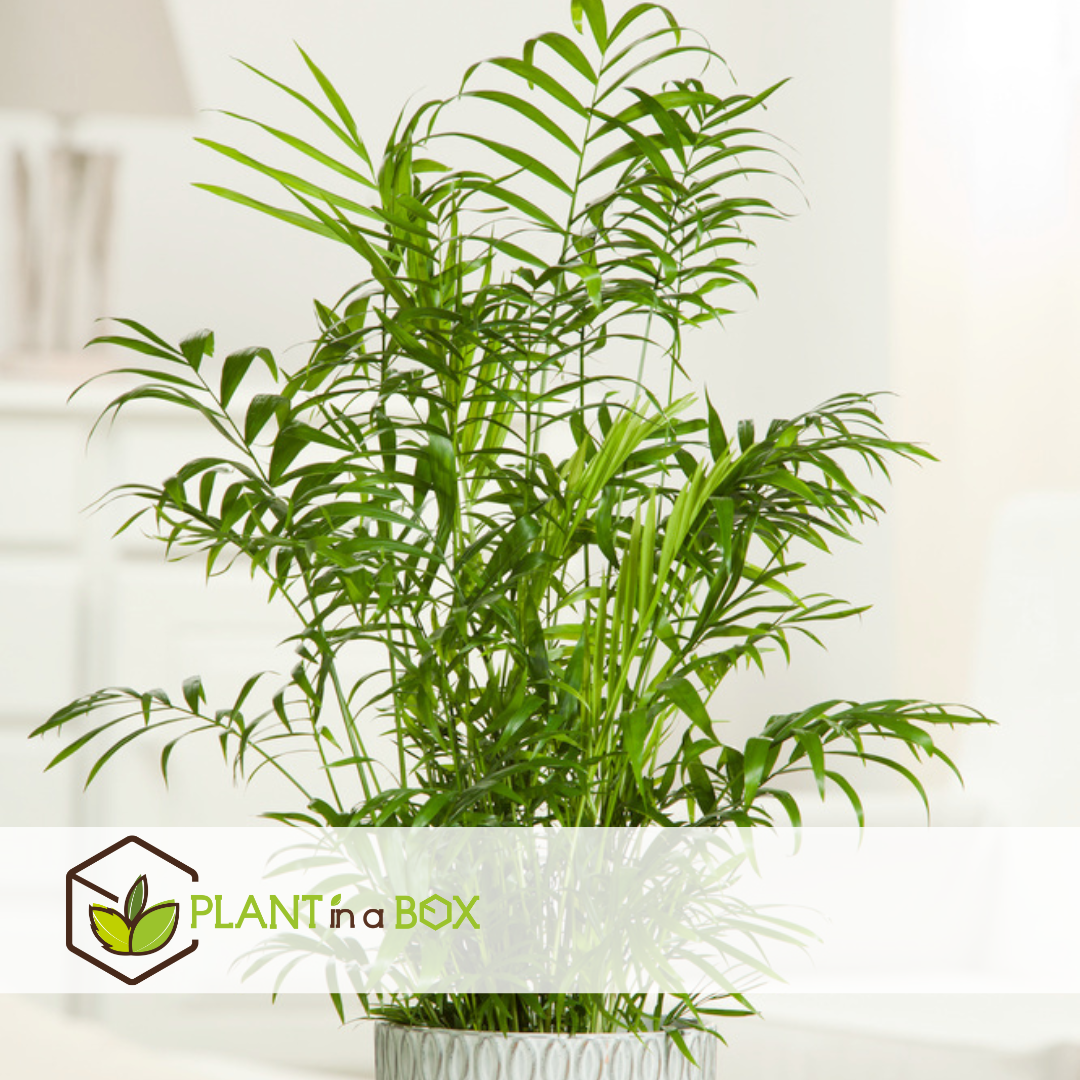 Areca, chamaedorea - mélange de 2 - pot 17cm - hauteur 50-70cm