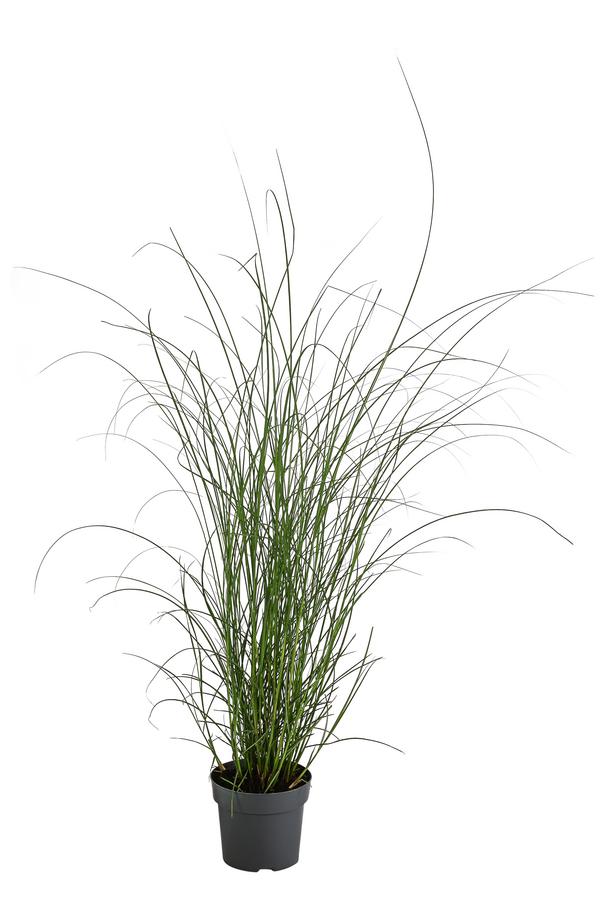Chinaschilf 'Gracillimus'