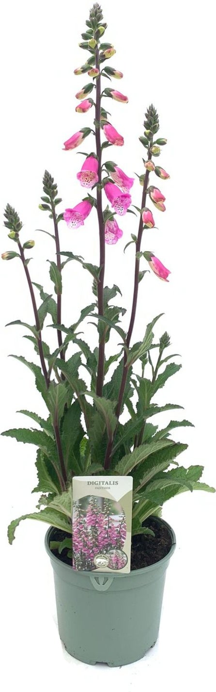 Vingerhoedskruid (Digitalis purpurea 'Pink Panther') D 17 H 35 cm