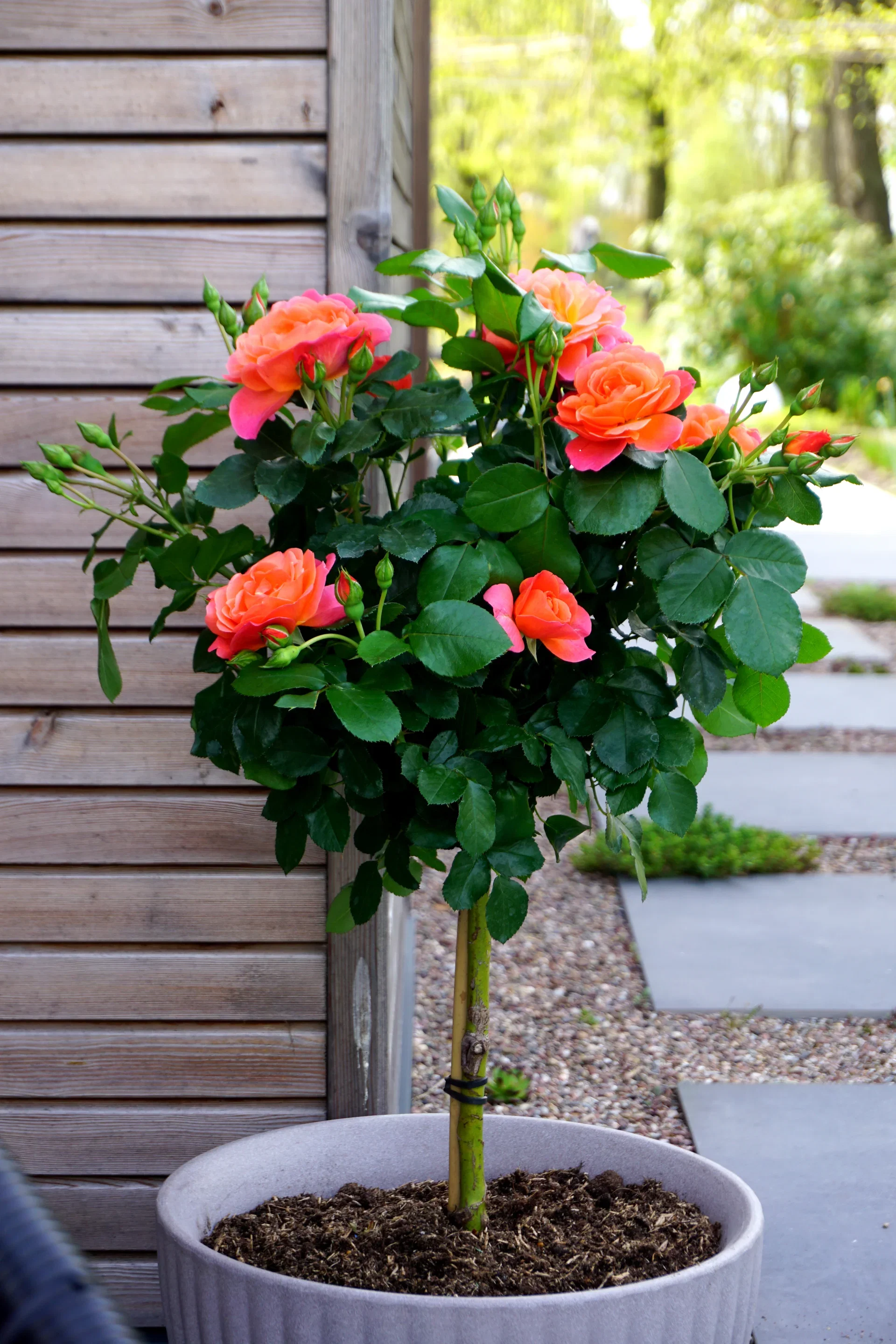 Rosa Sugar Candy Rose 'Sugar Candy' oppstammet Høyde 70-90 cm