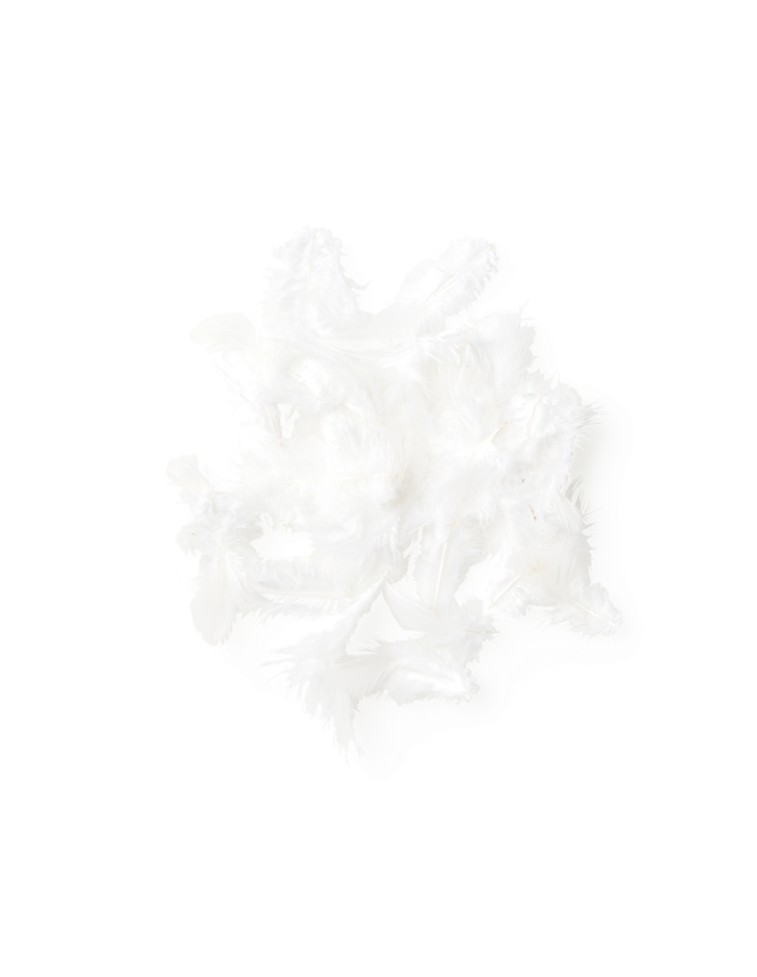 Fjer | Høne. 5 g. | White