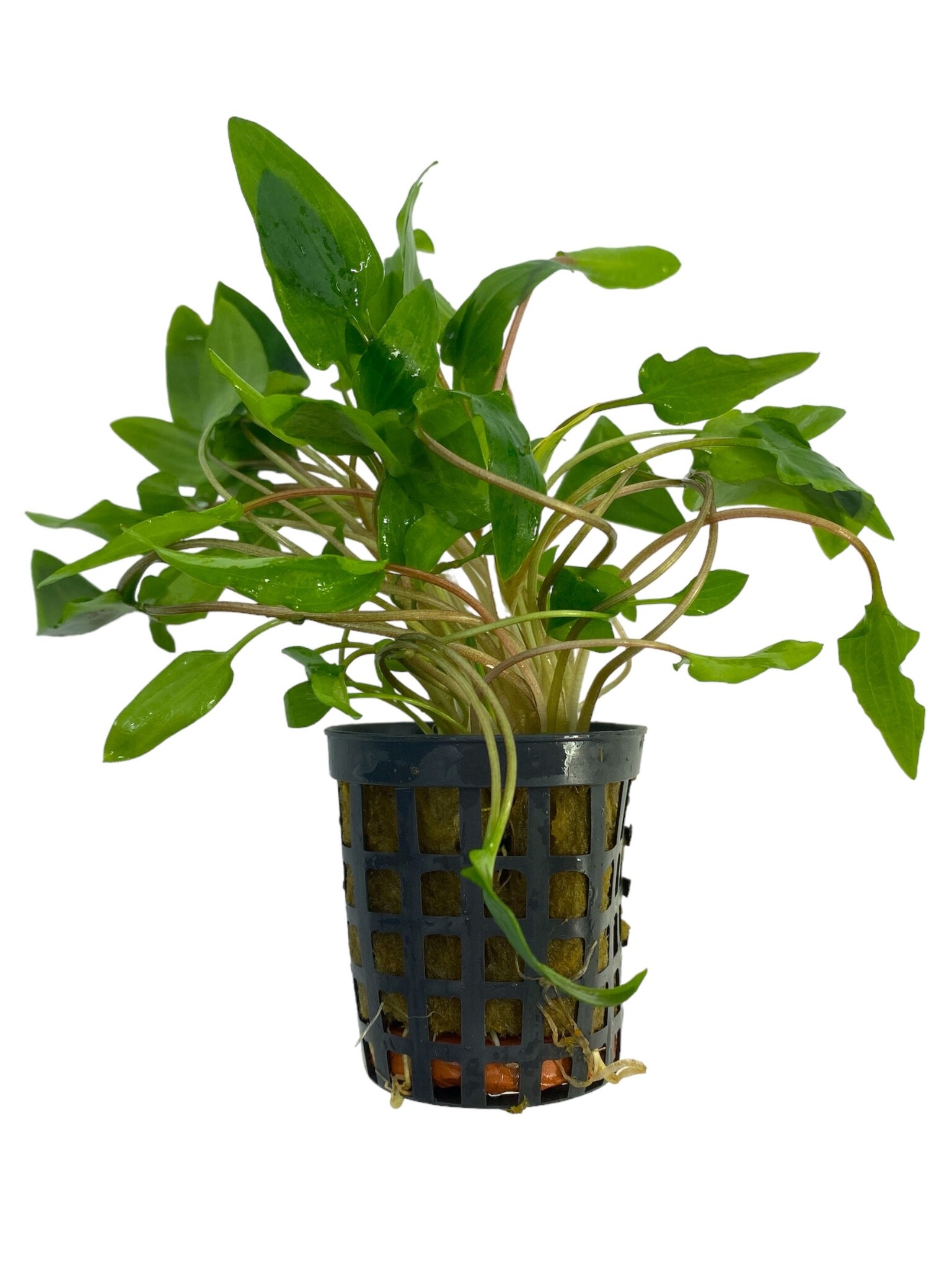 Waterplant Cryptocoryne Wendtii groen 5 cm pot