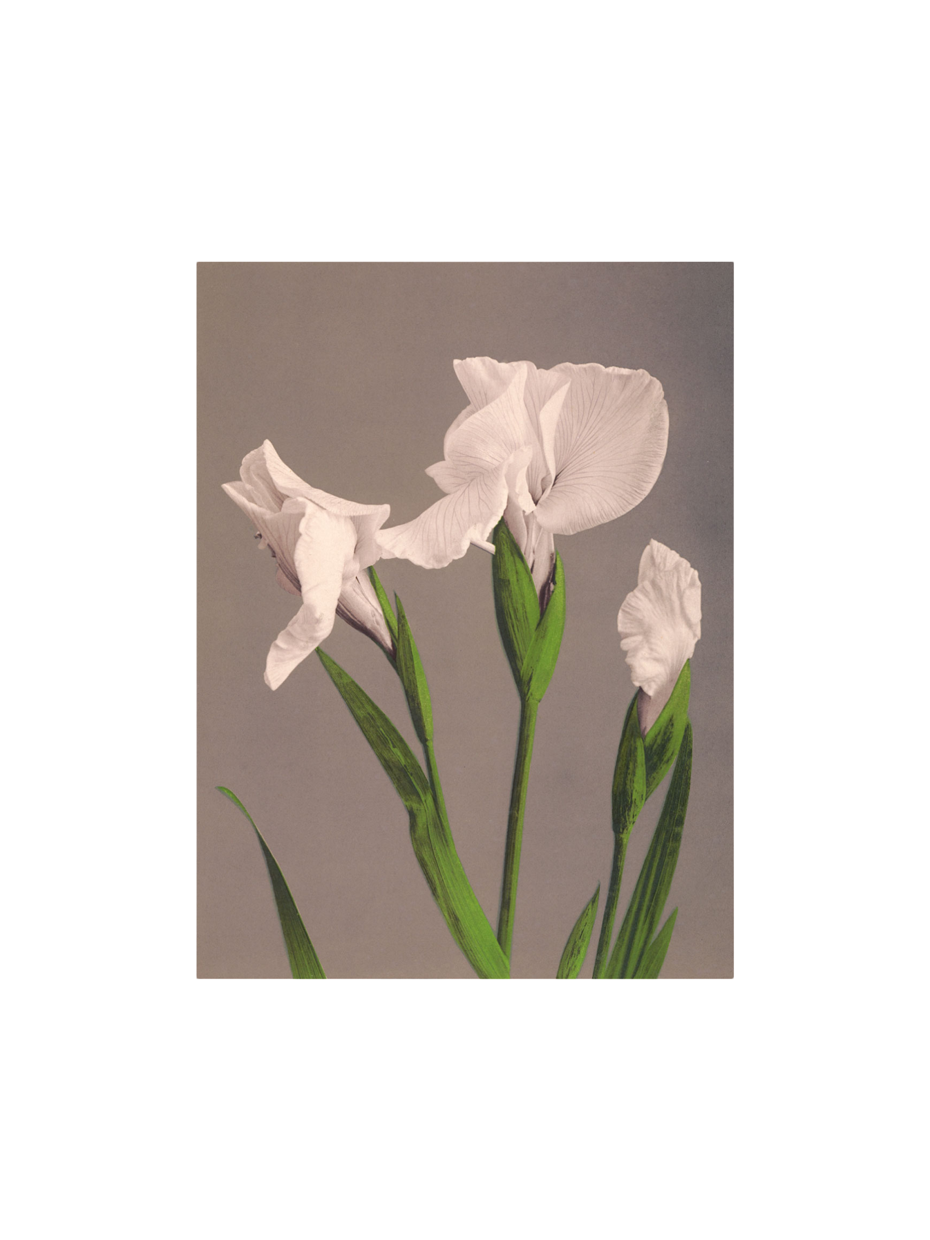 Plakat A3 | Papir. 29,7 x 42 cm.  | Multi | The Dybdahl Co.