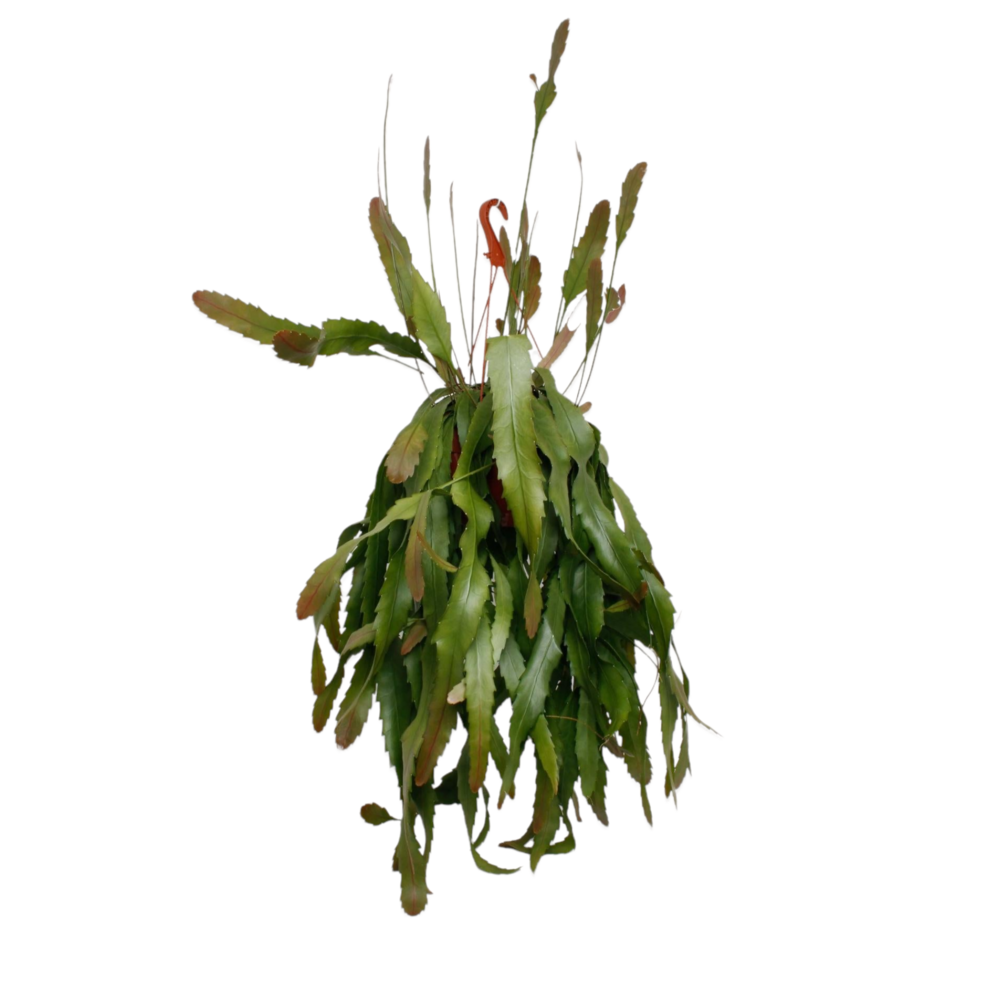 Plante d'intérieur - lepismium houlletianum 'forma regnelli' 45.0cm