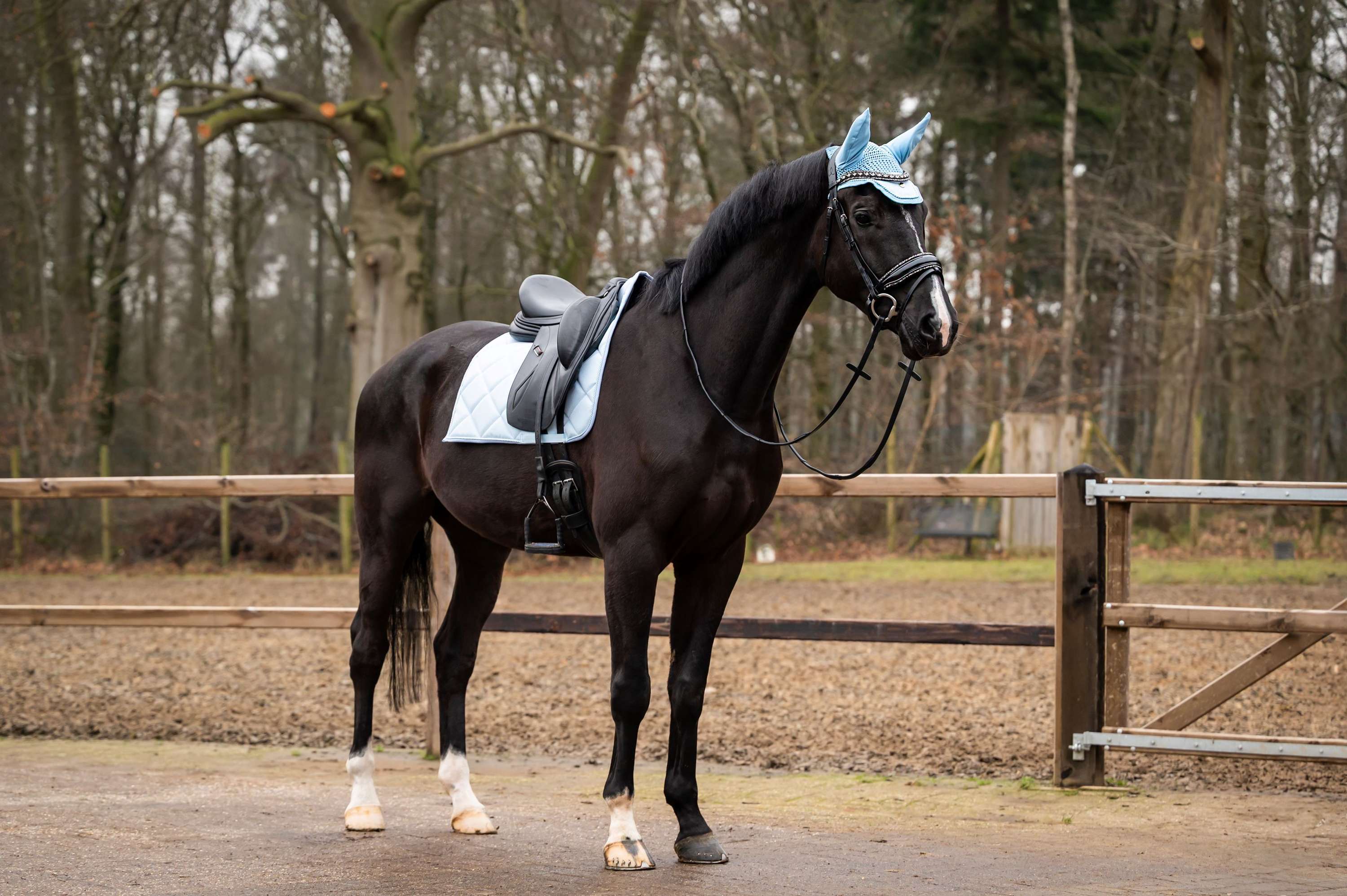 HB Showtime Zadeldekje Spring Dressuur Lichtblauw