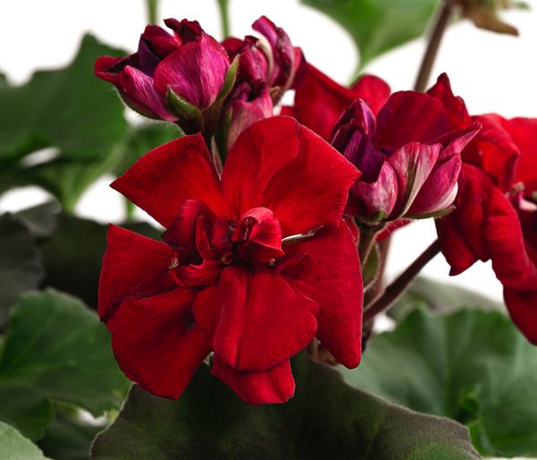 Stehende Geranie, rot