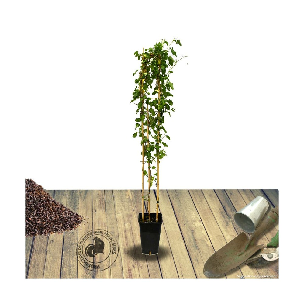 Renouée aubertii/polygonum aubertii[-]pot de 3l - echelle bambou 60/120 cm