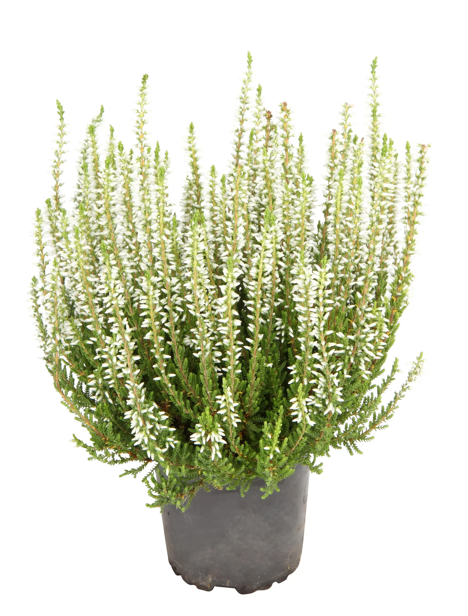 Calluna vulgaris (Garden Girls Series) Røsslyng Garden Girls Ø12 cm