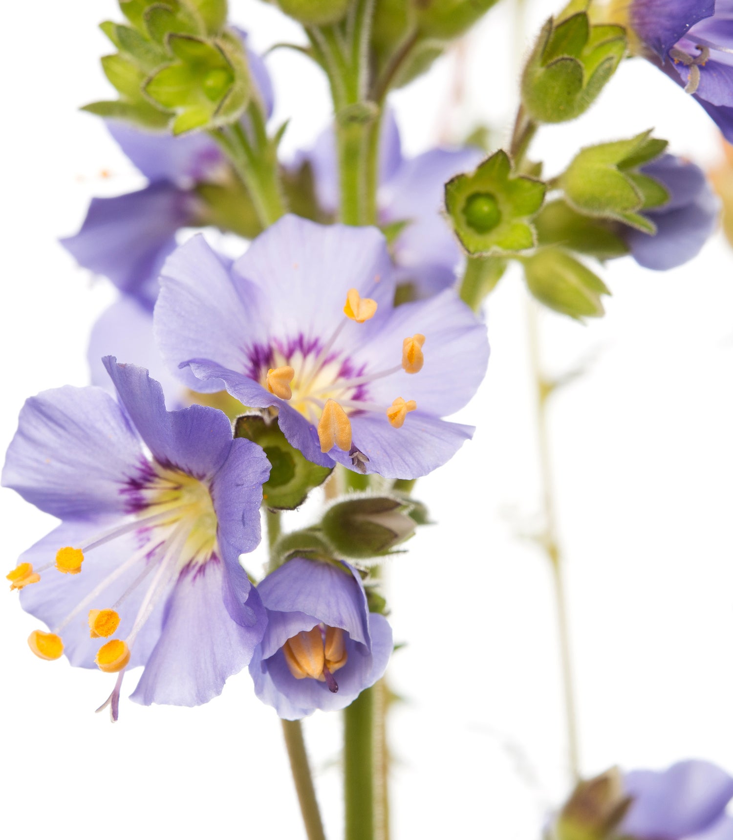 Jacobsladder (Polemonium caeruleum) D 11 H 10 cm