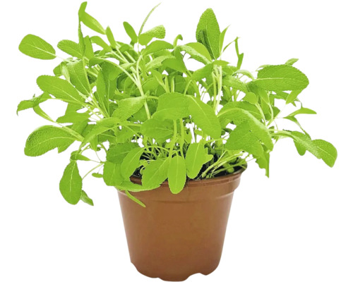 Biologische Salie FloraSelf Organic Salvia officinalis Ø 12 cm Pot