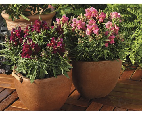 Leeuwenbek FloraSelf Antirrhinum majus Ø 10,5 cm pot