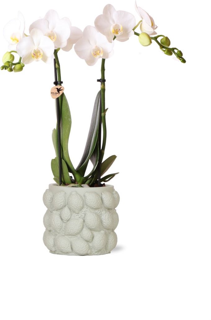 Intratuin Arrangement Vlinderorchidee (Phalaenopsis) in fruitpot D 9 H 40 cm
