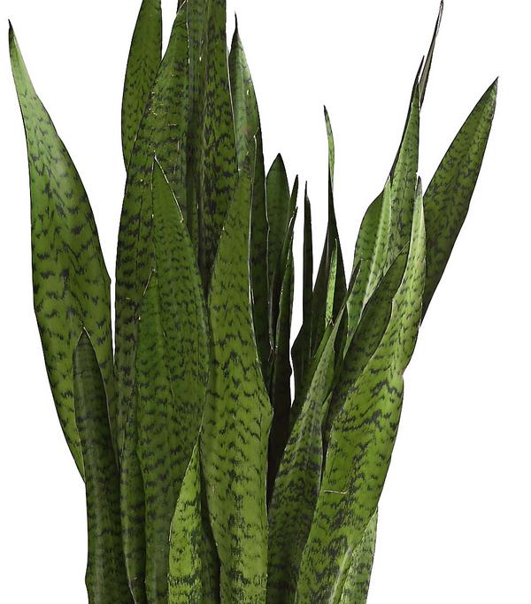 Bogenhanf - Sansevieria zeylanica