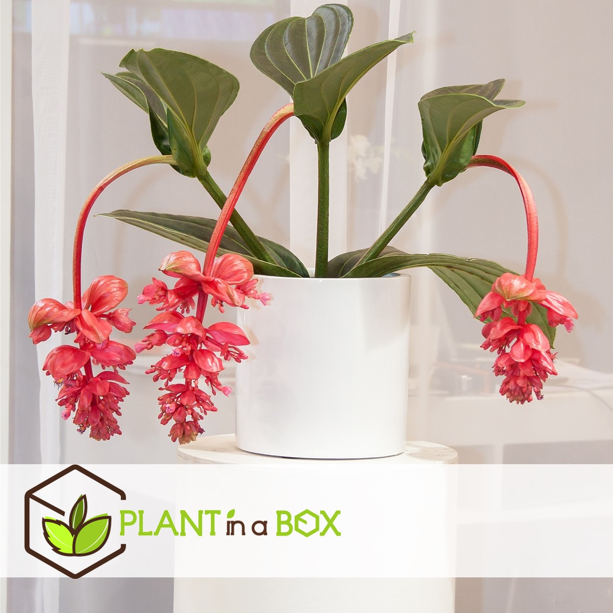 Medinilla magnifica - set de 2 - pot 17cm - hauteur 40-50cm