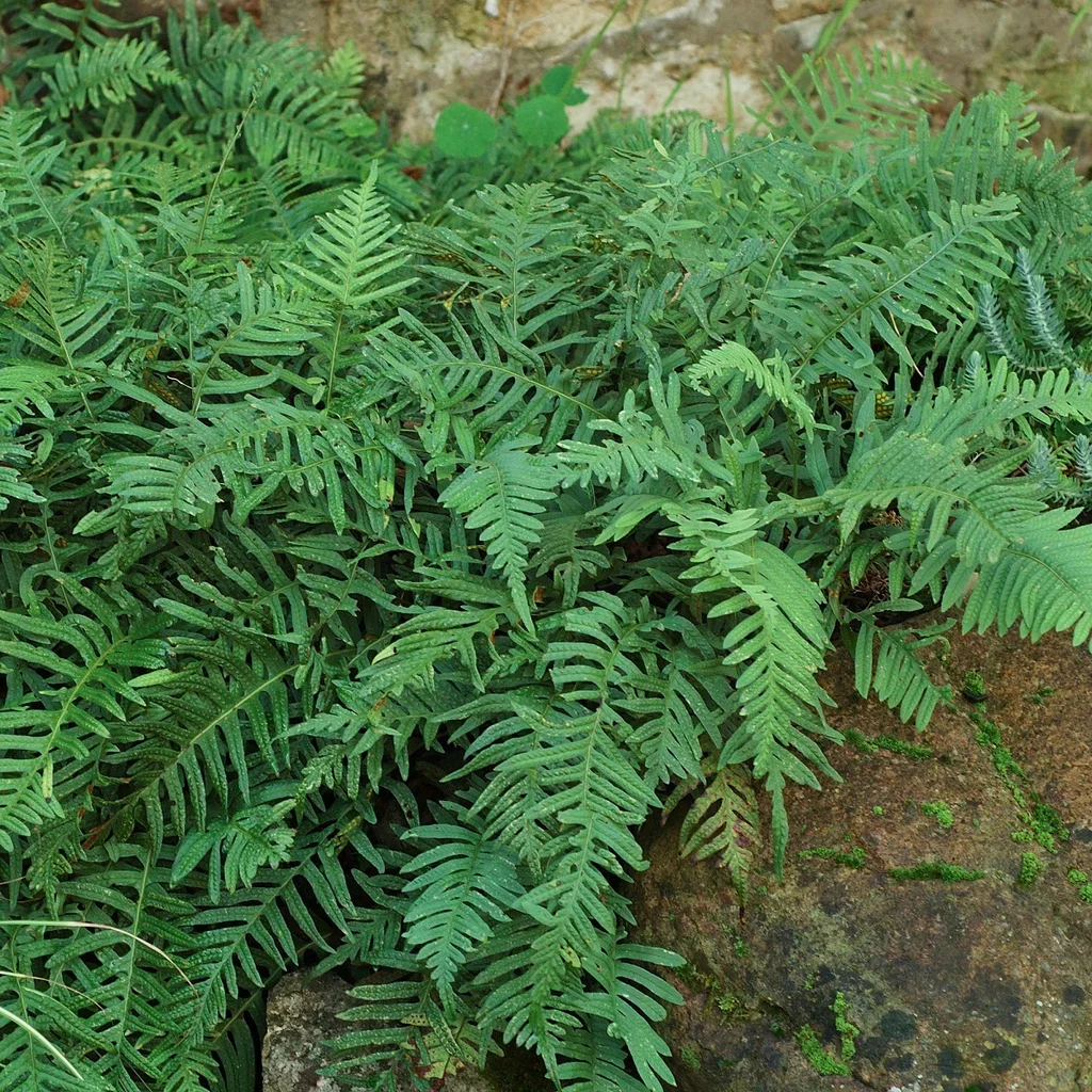 Polypodium vulgare Sisselrot Ø11 cm