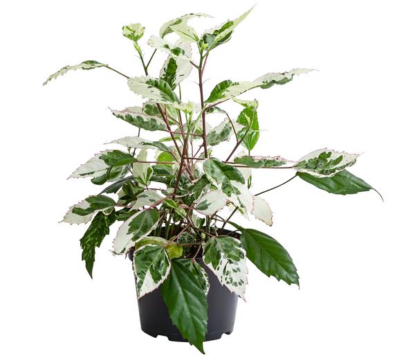 Zimmerhibiskus - Hibiscus rosa-sinensis