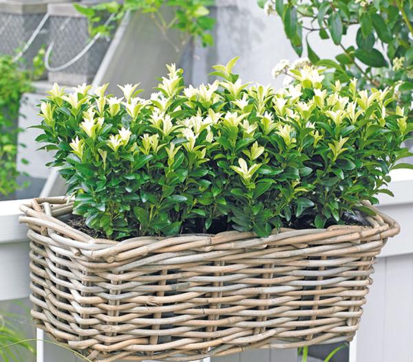 Kriech-Spindelstrauch 'Paloma Blanca'