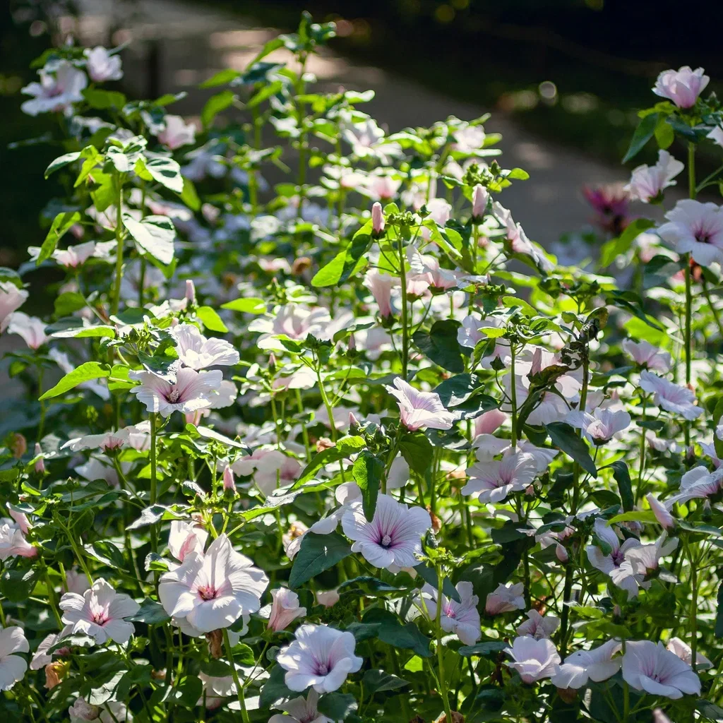 Malva x clementii 'Barnsley Baby' Poppelrose 'Barnsley Baby' Ø11 cm