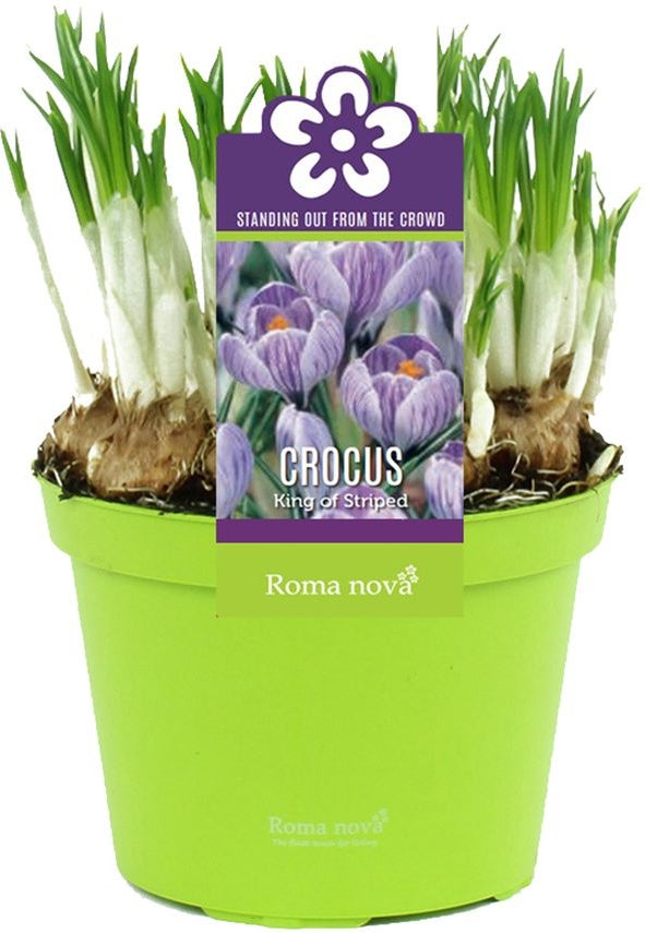 Krokus (Crocus 'King of the Striped') D 12 H 12 cm
