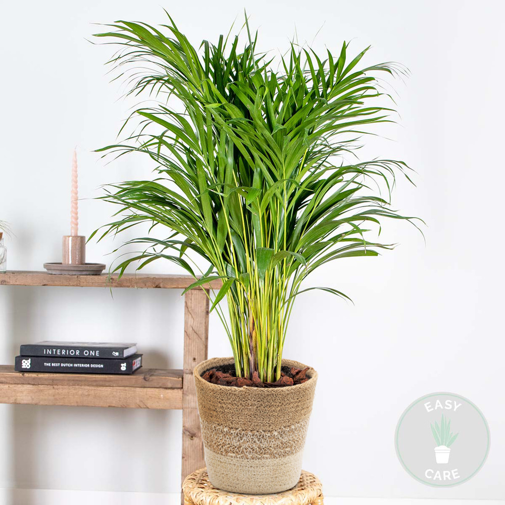 Dypsis lutescens incl. Panier en jute - gold palm - ⌀20 cm - ↕90-100 cm
