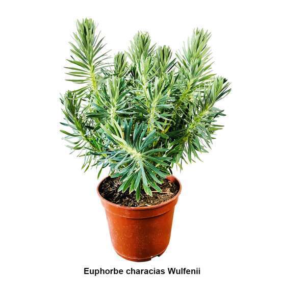 Euphorbia : pot 5 litres