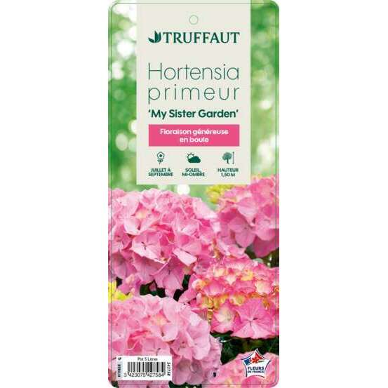 Hydrangea primeur 'My Sisters Garden': conteneur 5 litres